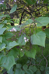 Bignoniaceae