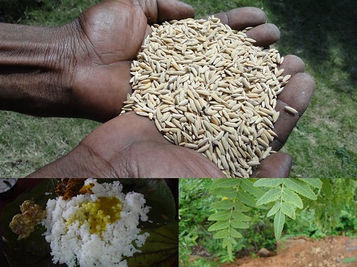 Medicinal Rice Formulations for Diabetes Complications, Heart and Liver Diseases (TH Group-71) from Pankaj Oudhia’s Medicinal Plant Database by Pankaj Oudhia