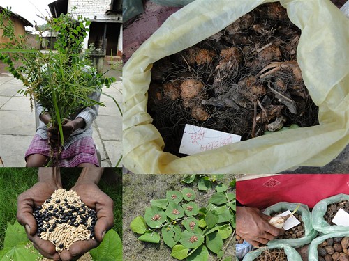Medicinal Rice Formulations for Diabetes and Cancer Complications, Heart and Kidney Diseases (TH Group-97) from Pankaj Oudhia’s Medicinal Plant Database by Pankaj Oudhia
