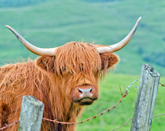Highland Cows & Cattle