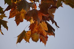 			Klaus Naujok posted a photo:	Thanks to the defused (by fort) early sunlight, these leaves look great.