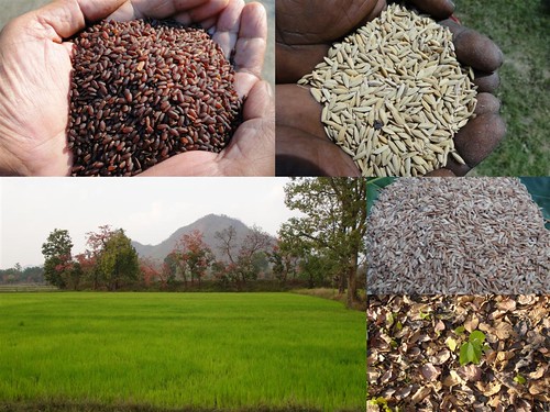 Validated and Potential
Medicinal Rice Formulations for Diabetes mellitus Type 2 and Leukemia
Complications (TH Group-202) from Pankaj Oudhia’s Medicinal Plant
Database