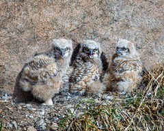 2017 Owls!