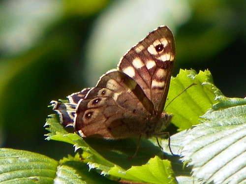 Speckled Wood (Pararge aegeria) by Peter aka anemoneprojectors