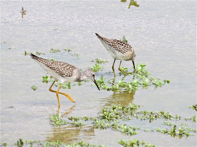 Stilt Sandpiper and Lesser Yellowlegs at El Paso Sewage Treatment Center in Woodford County, IL 03