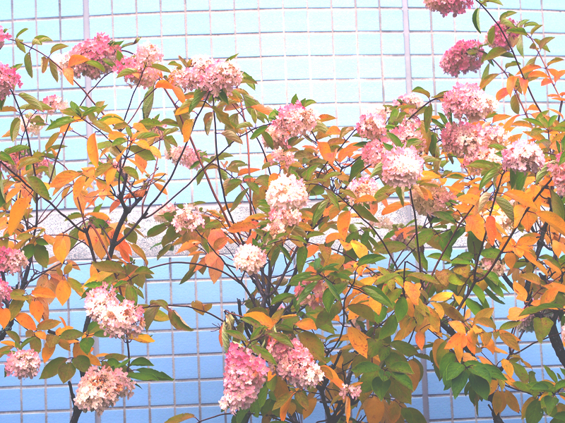 wall flower