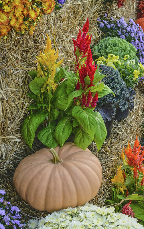 Strangefolk festival in O'Fallon, Illiniois, USA - fall produce display