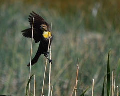 Yellow-headed blackbirds '13