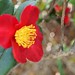 Red Camellia Flowers - 6