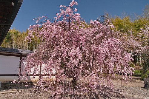 【写真】桜 : 勧修寺