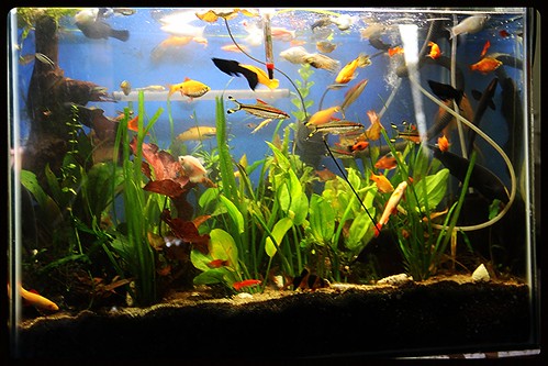 Marziyas Fish Tank.. by firoze shakir photographerno1