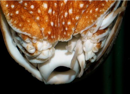 鸚鵡螺的手卷狀漏斗尚未完全癒合，噴射推進能力較為薄弱。(圖片攝影：李坤瑄)