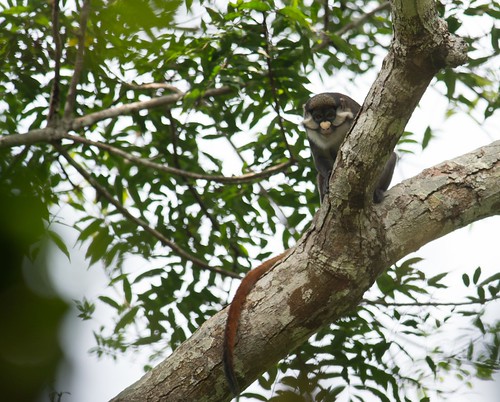 red tailed C. ascanius in camp