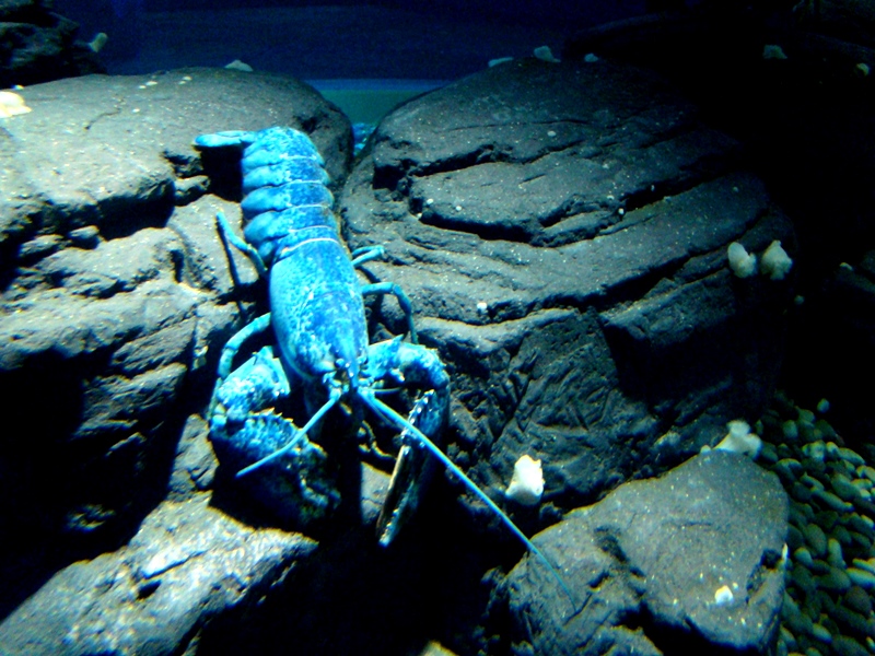 Ripley's Aquarium blue lobster