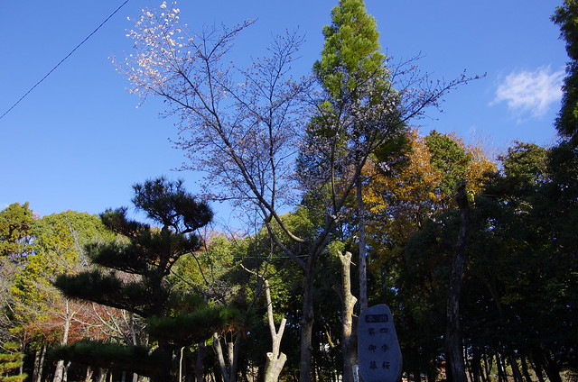 Nagakute kosenjou 20131208