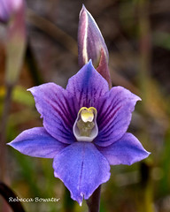 NZ Orchids