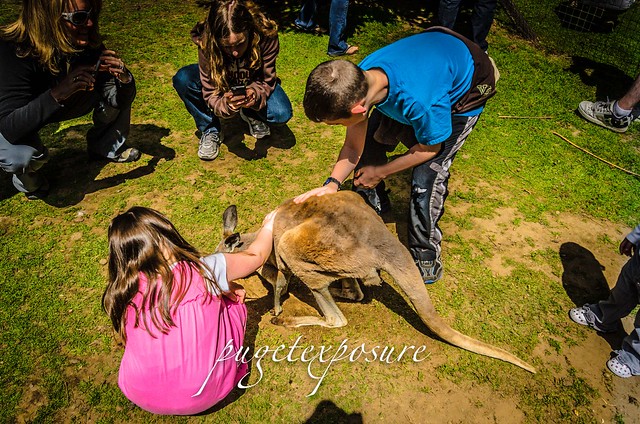 Kangaroo Petting