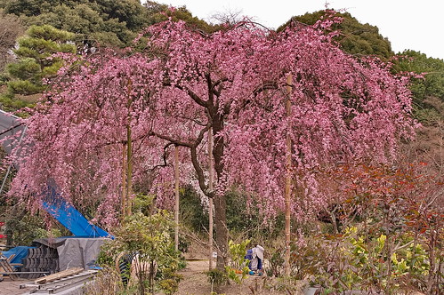 【写真】桜 : 法金剛院