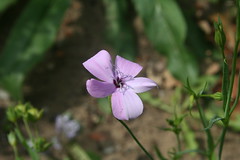 Linaceae