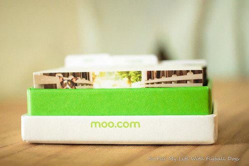 Moo Mini Cards-6634