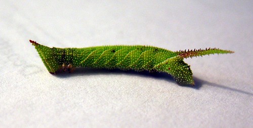 caterpillar of Amorpha juglandis (Walnut Sphinx)