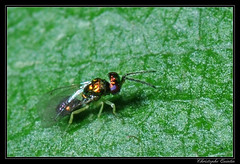 Hymenoptera/Eulophidae