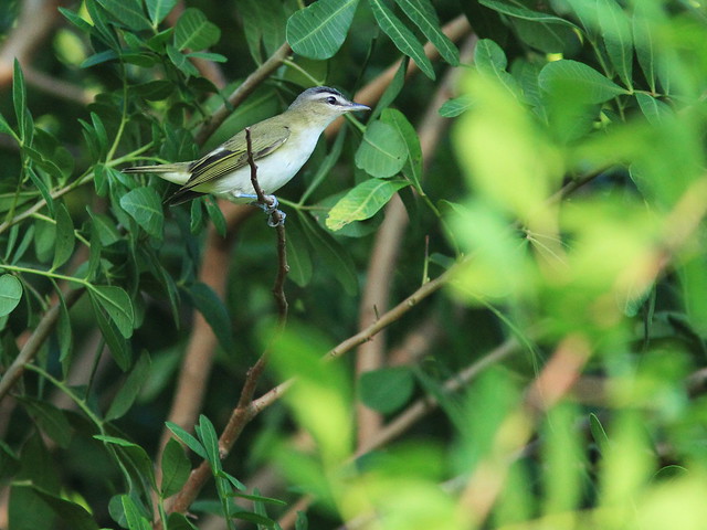 Red-eyed Vireo 4-20130920