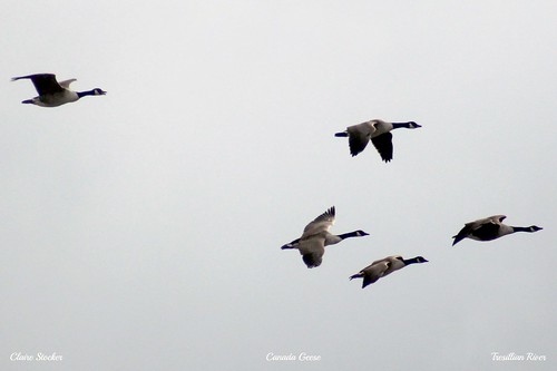 Canada Geese by Stocker Images