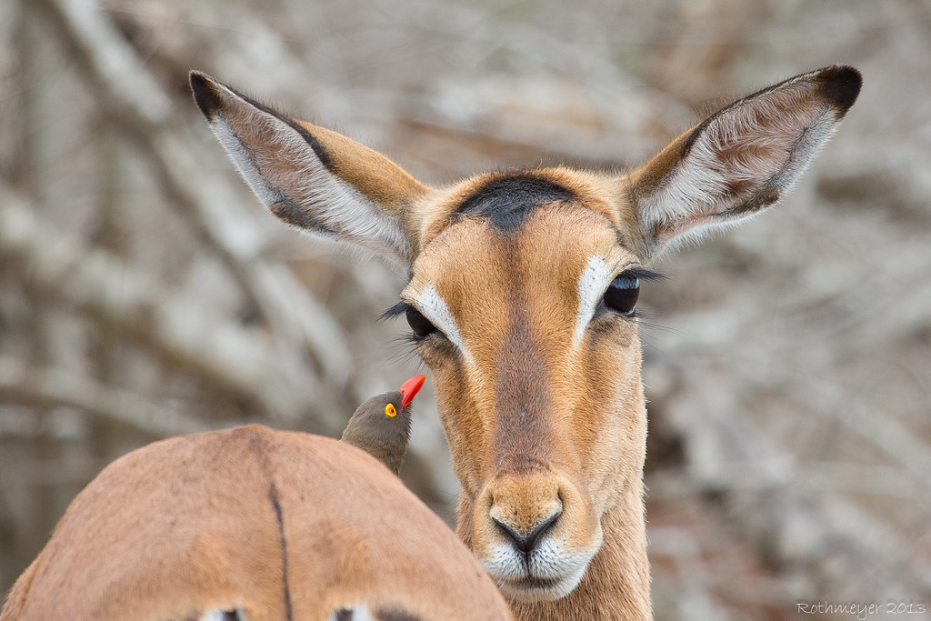 Female Impala and Red-billed Oxpecker (Buphagus erythrorhynchus)