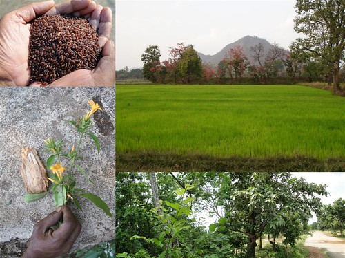 Validated and Potential Medicinal Rice Formulations for Diabetes (Madhumeha) and Cancer Complications and Revitalization of Kidney (TH Group-164) from Pankaj Oudhia’s Medicinal Plant Database by Pankaj Oudhia