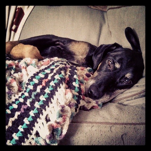 She hasn't moved... #lazySunday #dogstagram #dobermanmix