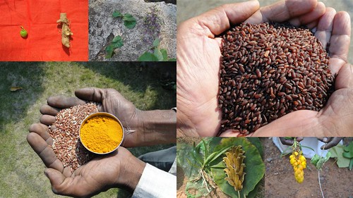 Validated and Potential Medicinal Rice Formulations for Hypertension (हाई ब्लड प्रेशर) with Diabetes mellitus Type 2 (मधुमेह) Complications (TH Group-314 special) from Pankaj Oudhia’s Medicinal Plant Database by Pankaj Oudhia
