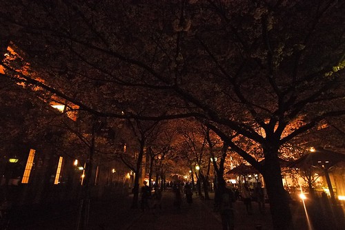 衹園白川 - another popular place for sakura viewing at night - so lovely~~~
