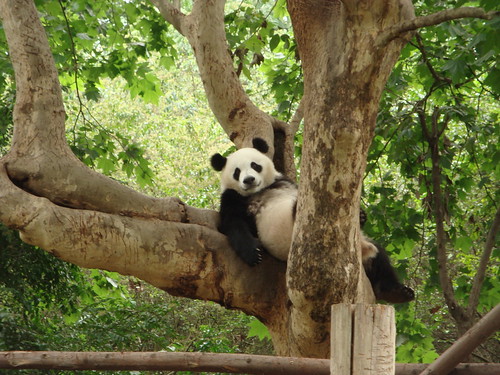 Lazy panda :)
