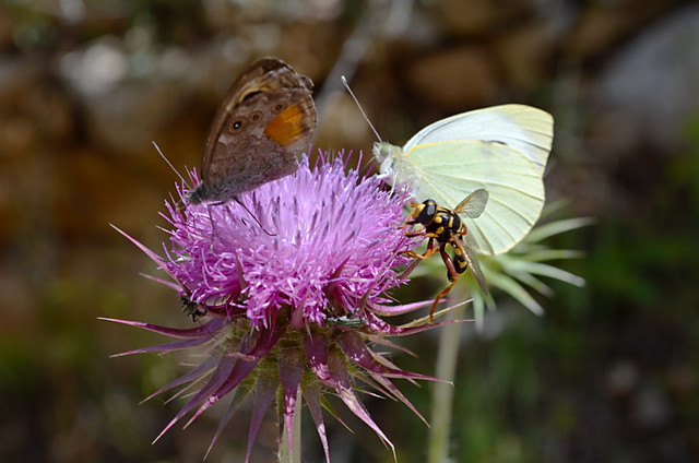 Mljet National Park, Croatia, bugs and butterflies