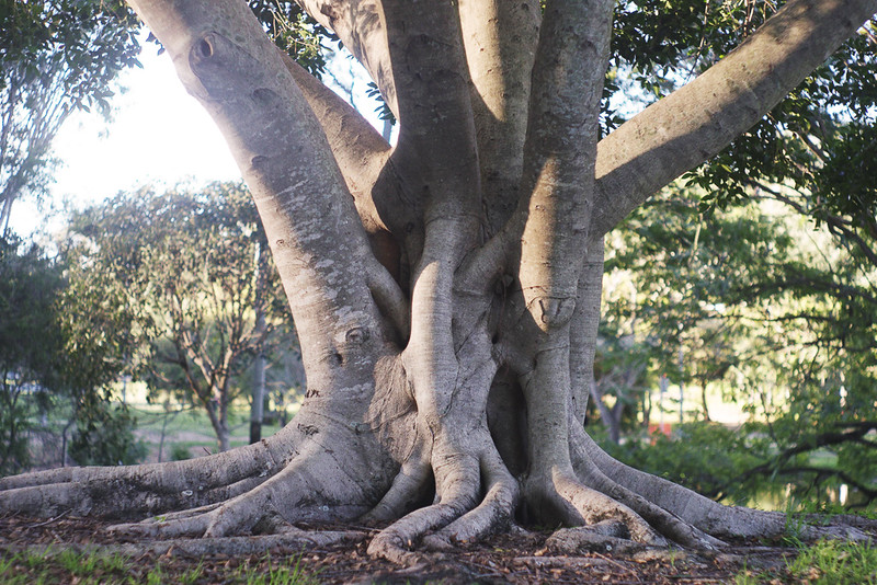 Ficus sp., UQ