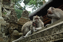 Holy Monkey Forest (Bali)