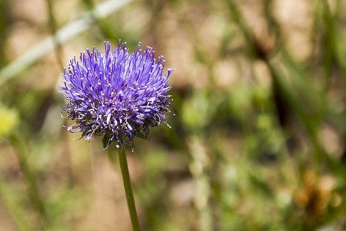 Jasione montana by storvandre