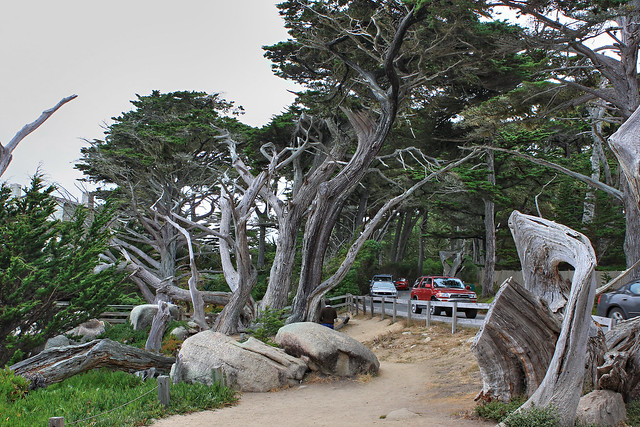 Monterey_Cypress_Pebble_Beach_17_Mile_Drive
