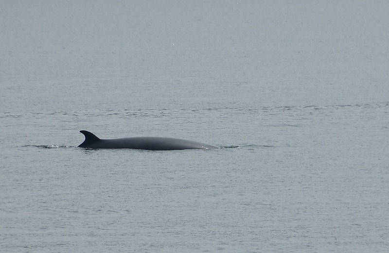 P1050481_2 - Minke Whale, Isle of Mull