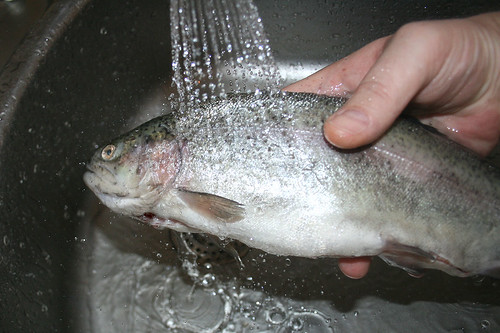 17 - Forelle waschen / Wash trout