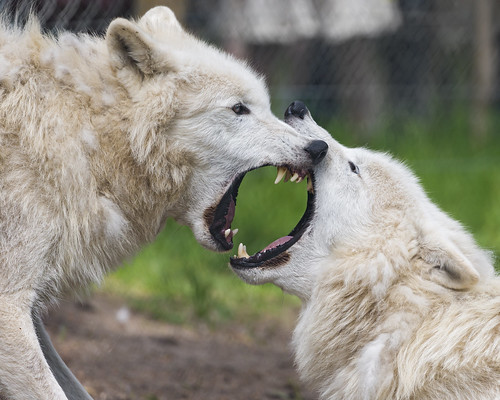 Polar wolf's argument by Tambako the Jaguar