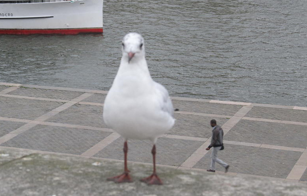 The perfectly timed giant seagull picture: