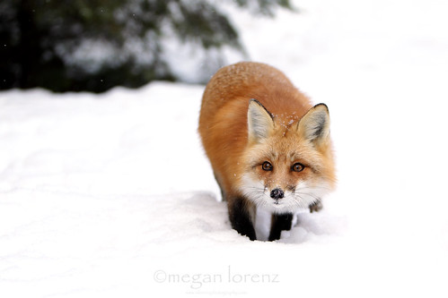 Stealthy Fox by Megan Lorenz