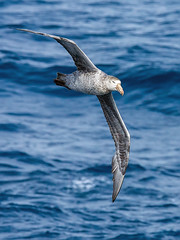 Birds Between Falkland Islands and South Georgia