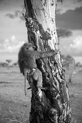 The Serengeti in Black and White - 2017