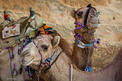 camel portrait -  Petra, Jordan