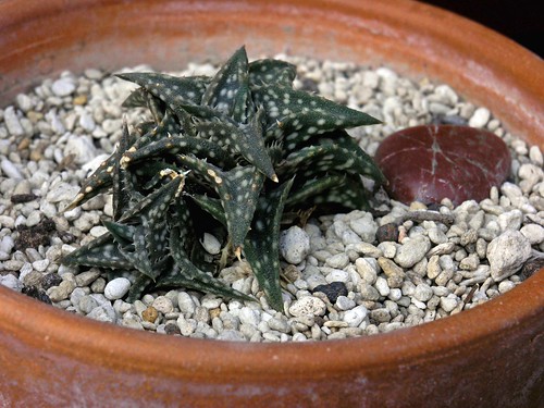 Aloe Descoingsii, our plant. by Céili & Bowery