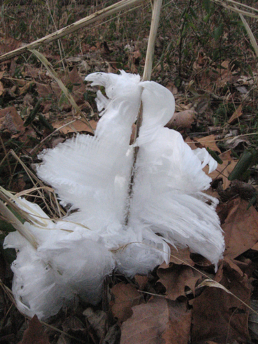 Amongst the falling leaves, you might discover the frost flowers of dittany (Cunila origanoides). Its former light blue flowers have come and gone, its seed cast to the wind, but from the base of their stems you may be lucky enough to see what looks like curling ribbons of ice-- one last gem of their blooming glory-- a frost flower. (Courtesy of Kathy Phelps)