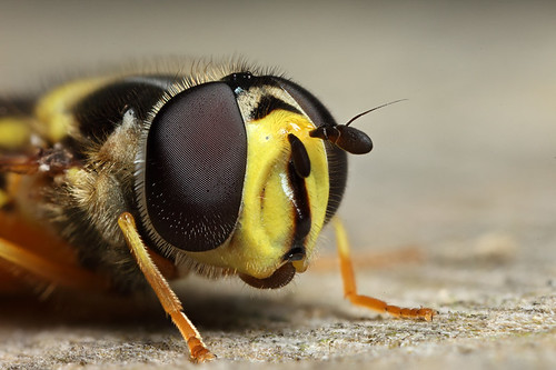 Hoverfly Dasysyrphus albostriatus #6 by Lord V